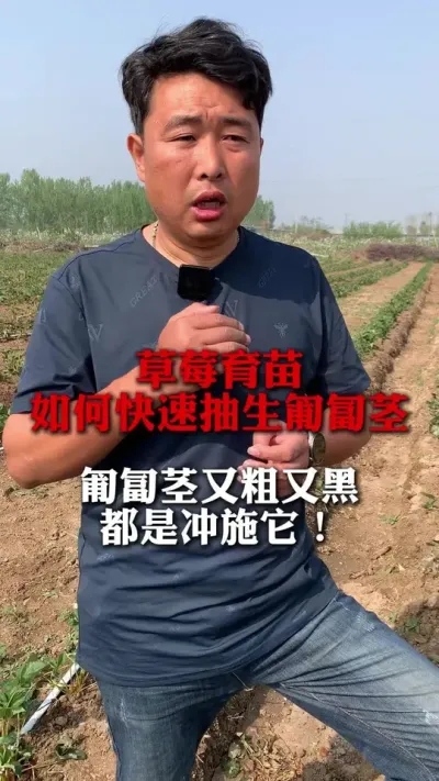草莓育苗如何快速抽生匍匐茎#草莓种植管理技术和方法 #草莓种植#种植小技巧 #三农种植 #分享农业知识帮农民增产增收