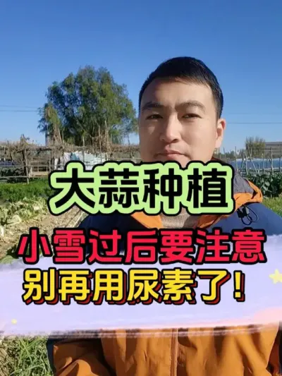 小雪过后，大蒜进入到最关键的膨大期 #大蒜种植 #大蒜管理 #大蒜高产 #病虫害防治 #三农
