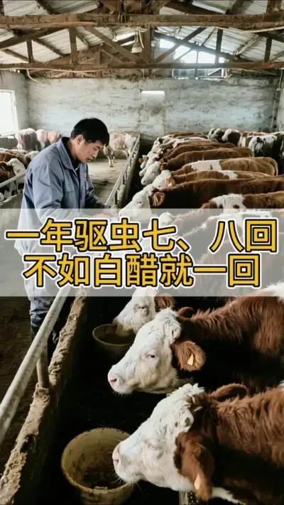 一年驱虫七、八回，不如白醋就一回#养牛人 #农村养牛 #养牛技术 #科学养牛 #三农