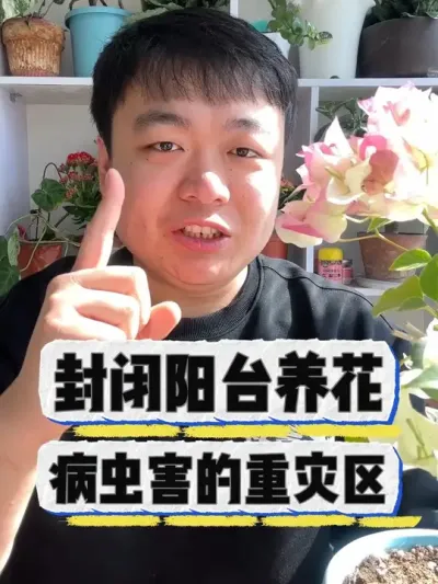 封闭阳台买花养花，到底应该注意什么。 #养花小知识 #养花 #花卉 #花卉绿植 #盆栽