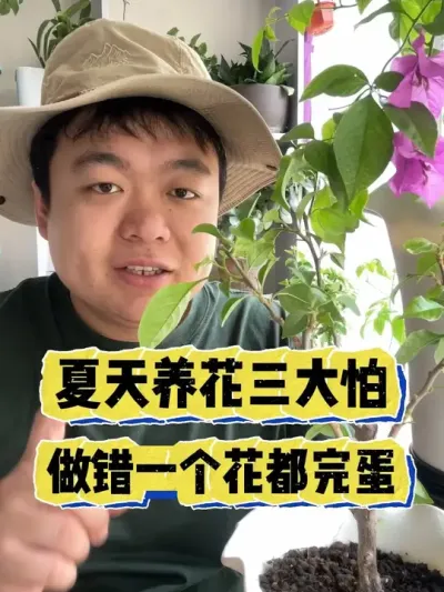 夏天养花三大怕，做错一个花都得完蛋。 #养花 #养花小知识 #花卉绿植 #盆栽 #花卉