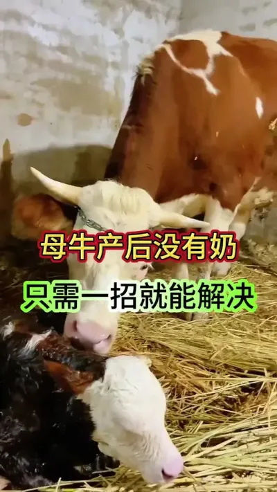 母牛产后没奶或者奶水少，只需一招轻松解决#母牛 #繁殖母牛 #西门塔尔繁殖母牛 #养牛技术