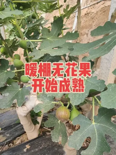 春天成熟的无花果才是品质和产量以及价格都很好的季节👍✊💰#无花果树苗 #耿记无花果种植专业合作社 #无花果熟了