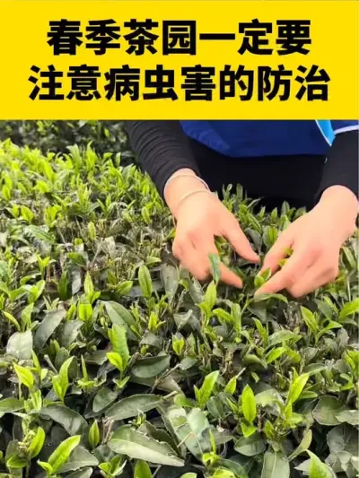 春季茶园一定要注意病虫害的防治#茶树 #茶树种植 #茶树种植技术与管理