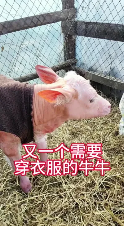这小牛到底是怎么啦#牛犊 #小牛犊 #犊牛 #科学养牛 #全国养牛人