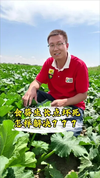 生长点坏死怎么办#丰向标