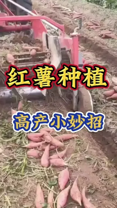 红薯种植高产小妙招 #红薯种植  #红薯高产种植  #红薯高产  #红薯种植知识