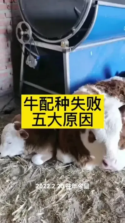 #农村养牛 #养牛人 #服务三农支持三农 #牛羊 #西门塔尔繁殖母牛