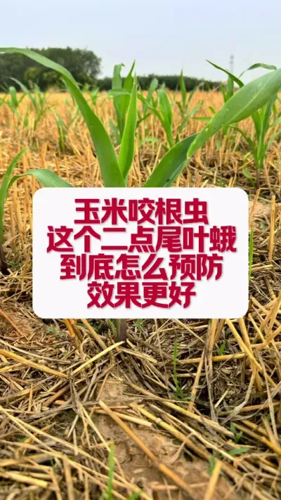 玉米咬根的二点尾叶蛾，到底怎么预防？ #播种玉米🌽