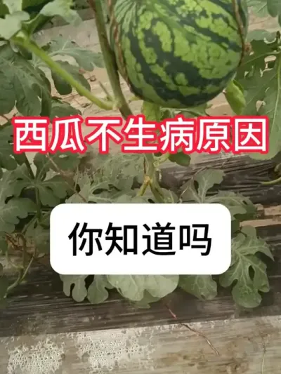 怎么让西瓜高产没有病害？ #西瓜 #病虫害防治 #增产增收才是硬道理 #抖音助农 #农业种植