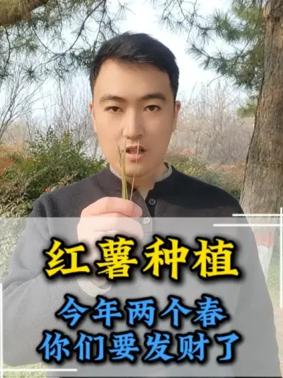 今年种红薯的家人们，你们要发财了 #红薯种植 #红薯高产种植 #红薯高产 #红薯种植技术 #农业种植