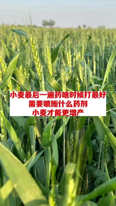 小麦什么时候喷施最后一遍药最好 #农业知识