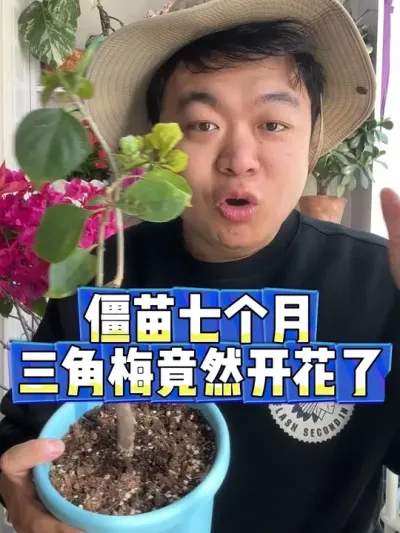 僵苗了7个月的三角梅小苗 竟然直接开花了。#养花 #养花小知识 #花卉 #花卉绿植 #盆栽