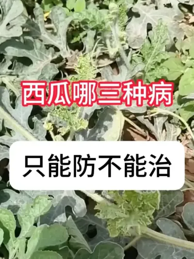 西瓜种植有三种病，只能防不能治 #西瓜种植 #三农 #病虫害防治 #农业知识 #抖音助农