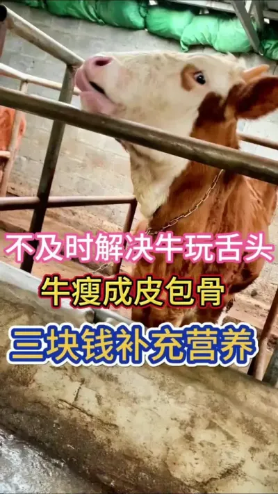不及时解决牛玩舌头，牛瘦成皮包骨#养牛技术 #养牛知识 #养牛人