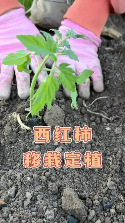 家庭小菜园种植西红柿，你们都种了吗#三农 #种植西红柿 #我的乡村生活 #记录我的种植生活 #抖音助农