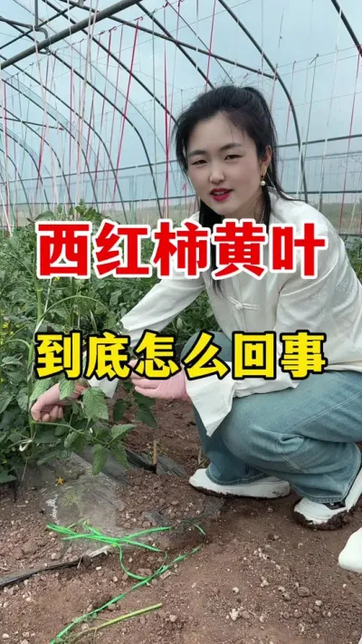 西红柿黄叶到底怎么回事？ #西红柿种植 #西红柿种植技术