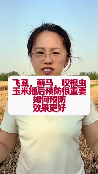 玉米播后灭茬，预防飞虱蓟马二点尾叶蛾效果更好！ #农业知识分享 #传播农业知识传播正能量 #农业知识帮农民增产增收