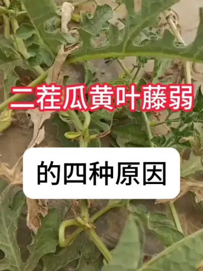 西瓜二茬瓜，黄叶死棵怎么解决？ #西瓜种植 #病虫害防治 #农业种植 #增产增收 #抖音助农