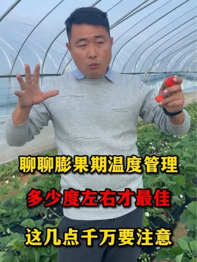 关于草莓膨果期的温度管理#草莓 #服务三农支持三农 #农业种植 #助力三农 #草莓🍓