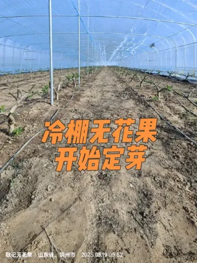 暖棚无花果即将成熟，冷棚无花果也开始忙活了，露天无花果还在睡大觉呢#耿记无花果种植专业合作社 #无花果树苗