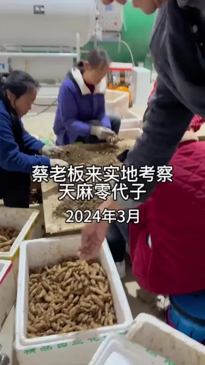 蔡老板来实地考察天麻零代子 好不好客户说了算稳不稳看客户回头率#天麻种植 #农业技术推广 #技术分享 @抖音小助手