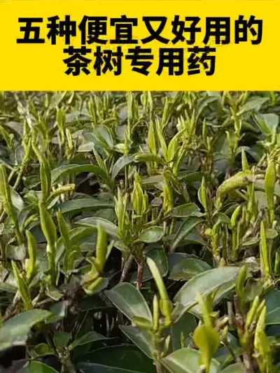 五种便宜又好用的茶树专用药#茶树 #茶树种植 #春茶 #茶农茶事