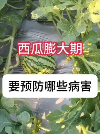西瓜病害区分和防治用药 #西瓜 #病虫害防治 #三农 #农业技术推广 #抖音助农