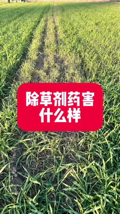 除草剂药害什么样，怎么管 #分享农业知识帮农民增产增收 #2024新农人计划 #小麦种植管理技术