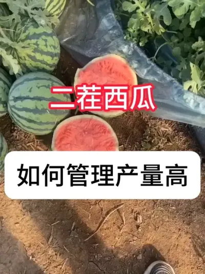 怎么提高西瓜二茬瓜产量？二茬瓜增产方法 #西瓜种植 #三农 #增产增收 #新农人 #抖音助农