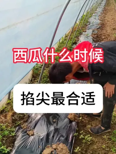 西瓜什么时候掐尖最好？西瓜掐尖方法 #西瓜 #种植小技巧 #农业种植 #三农 #抖音助农