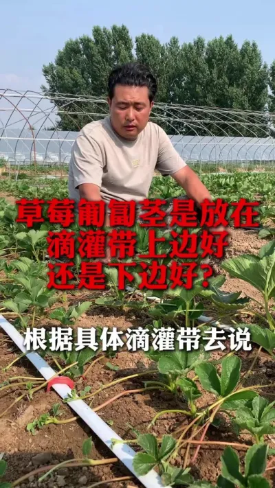 要根据具体滴灌带去处理#草莓种植 #草莓种植技术 #草莓管理 #分享农业知识帮农民增产增收 #新农人计划