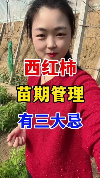 西红柿苗期管理有三大忌 #西红柿种植 #西红柿种植技术