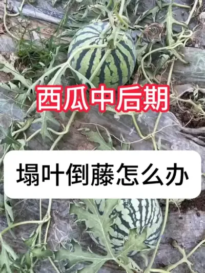 西瓜塌叶倒藤是什么原因？ #西瓜 #农业种植 #真赞农业 #病虫害防治 #抖音助农