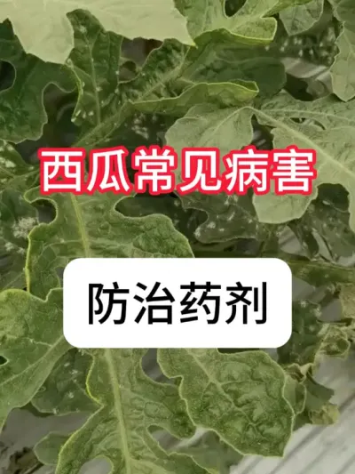 西瓜常见病害和防治方法 #西瓜种植 #抖音助农 #农业种植 #农业技术推广 #真赞农业