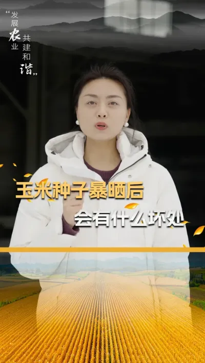 玉米种子暴晒后会有什么坏处 #玉米种植 #玉米种植技术 #玉米种子 #三农 #抖音新农人