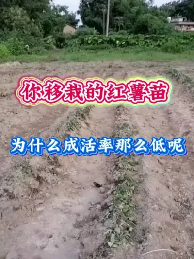 你移栽的红薯苗为什么成活率低#红薯高产种植  #红薯高产  #红薯种植 #红薯种植管理