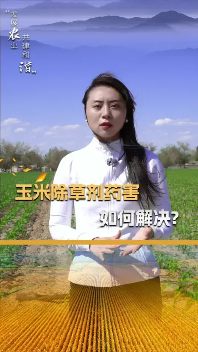 玉米除草剂药害如何解决？#玉米种植 #玉米种植技术 #玉米种子 #三农 #抖音新农人
