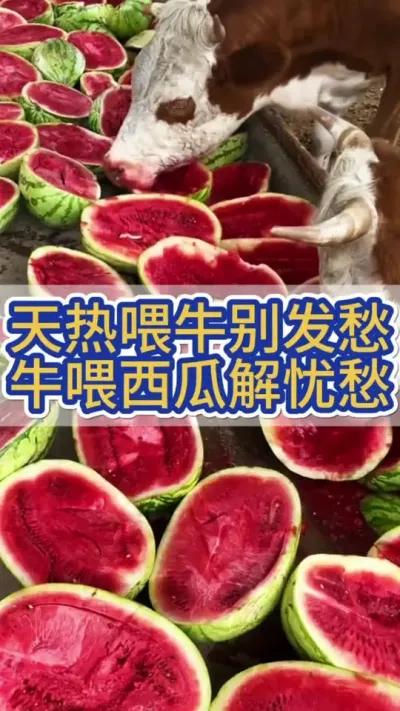 天热喂牛别发愁，牛喂西瓜解忧愁#养牛 #养牛人 #农村养牛 #牛羊养殖 #三农养殖