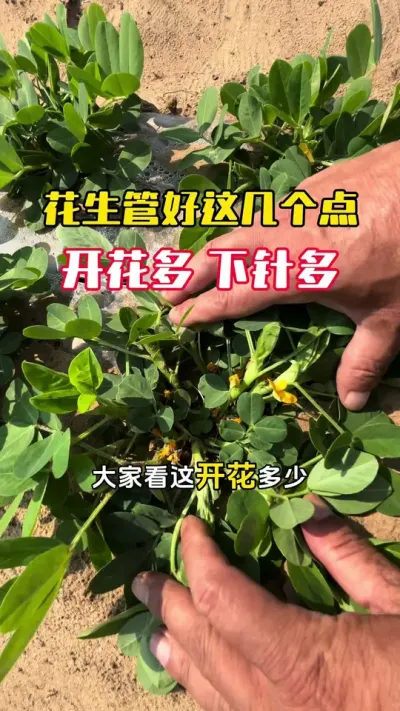 花生管好这几个时间节点，开花多下针多，多开前期花，果针能有效入土。#花生种植 #花生高产 #花生管理 #花生高产管理 #毛国富大田高产管理