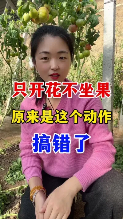 西红柿只开花坐不住果怎么回事？ 原来是这个动物搞错了#西红柿种植 #西红柿种植技术