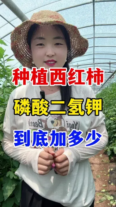 种植西红柿磷酸二氢钾到底应该用多少？ #西红柿种植#西红柿种植技术
