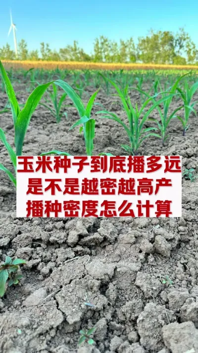 玉米播种多大密度最合适。#农业种植 #玉米种植技术与管理 #玉米增产