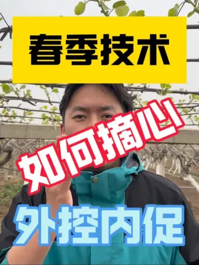 猕猴桃如何通过摘心改善树势？ 为什么要摘心？什么时候摘心？具体怎么操作？只有做到心中有数，才能手中有度！#2025新农人计划 #猕猴桃种植 #猕猴桃