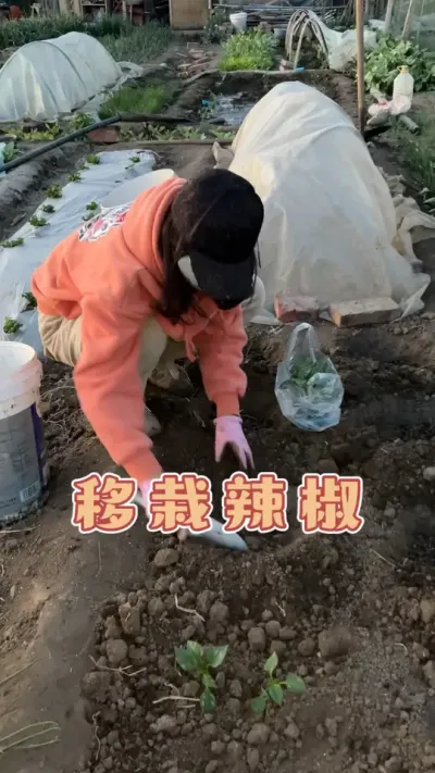 家庭小菜园种植辣椒#三农 #记录我的种植生活 #一份耕耘一份收获 #辣椒的种植管理 #抖音助农