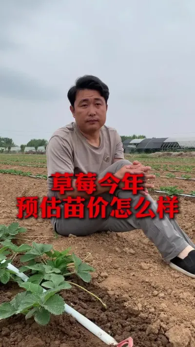 草莓今年苗价怎么样#草莓种植 #草莓管理 #草莓种植技术 #分享农业知识帮农民增产增收 #新农人计划