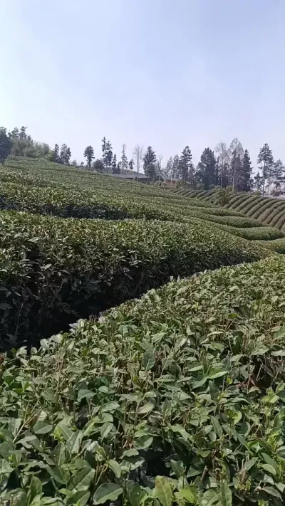 你那里的芽头出的怎么样了？#茶树 #茶树种植 #采茶 #春茶