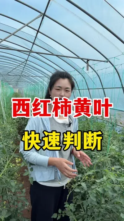 西红柿黄叶到底是缺哪种元素快速判断#番茄种植 #西红柿种植技术
