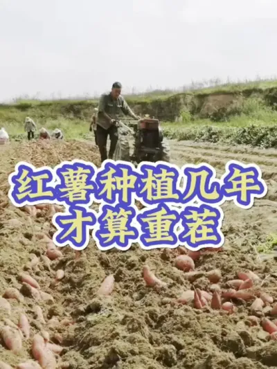 红薯种植几年算重茬地#红薯种植 #红薯高产 #红薯高产种植 #红薯重茬