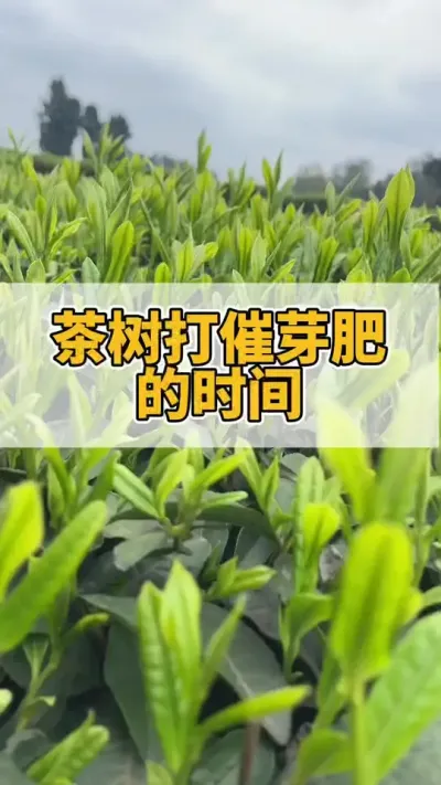 茶树打催芽肥的时间你知道吗？#茶树 #茶树管理技术与指导 #茶树种植 #茶农茶事